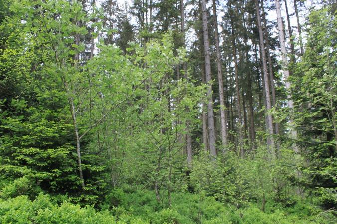 Mischwald
